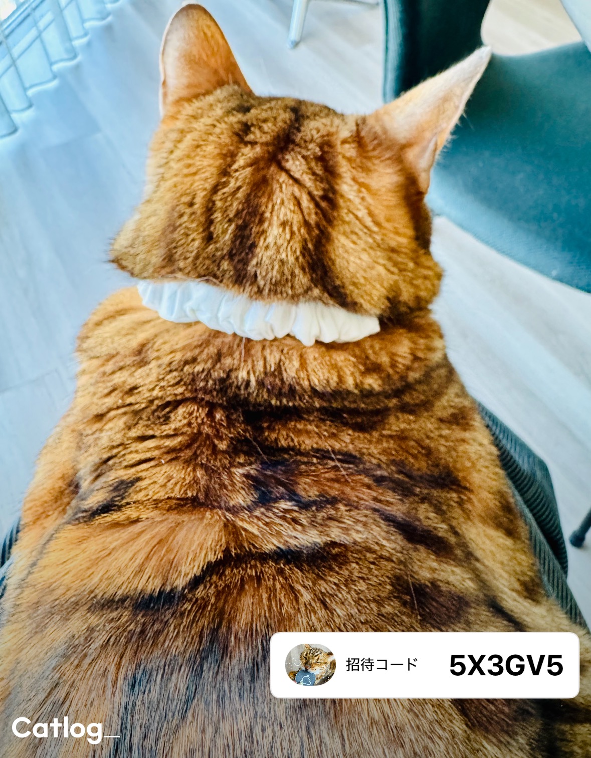 Catlog（キャトログ） (@Catlog_RABO) / X