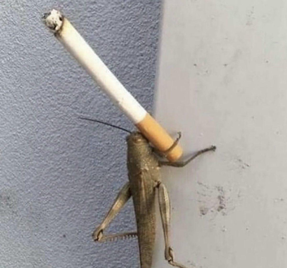 Hi LA friends! It’s come time that I’ve finally decided to move out of OC and closer to Riot. If anyone knows of anywhere in Santa Monica or anyone looking for a roommate in that area, please lmk! Has to be small dog friendly 🐕