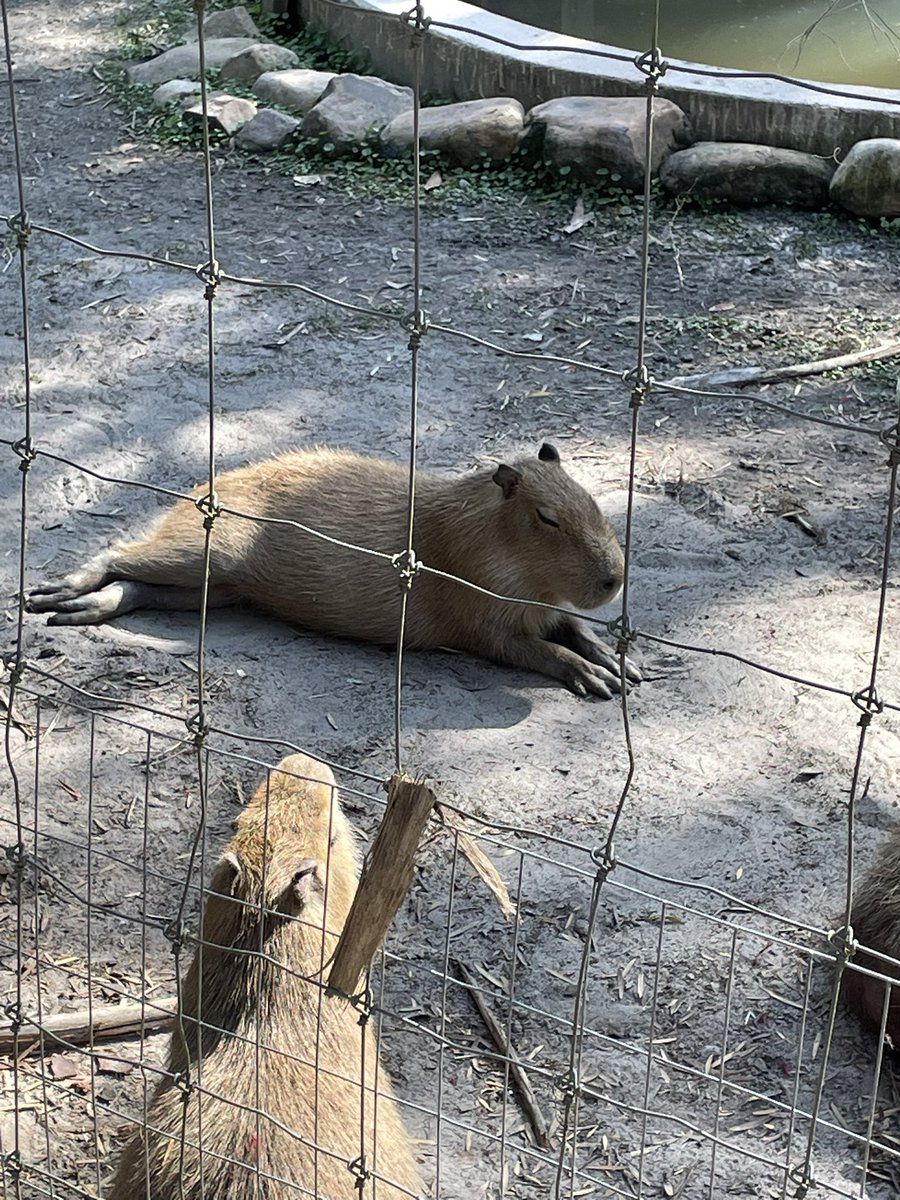 CAPYBARA CAPYBARA #Capybara