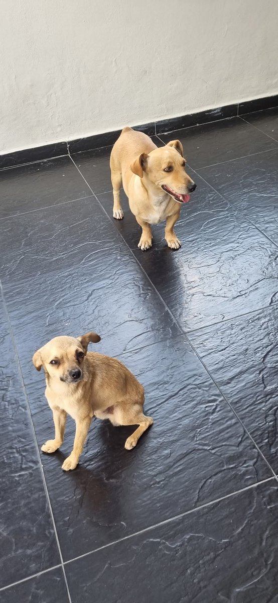 CooleraConnor's tweet photo. 🚨 COMPARTO 🚨 
Estos dos monitos están en Fusagasugá.  Los abandonaron y los dejaron en la calle. Son muy unidos. Se ve que son de casa porque son nobles y juiciosos. La gente les ayuda con algo de comida pero no tienen hogar 
Si alguien está interesado en ayudarlos: 3027163120 https://t.co/0QKU52S5Ku