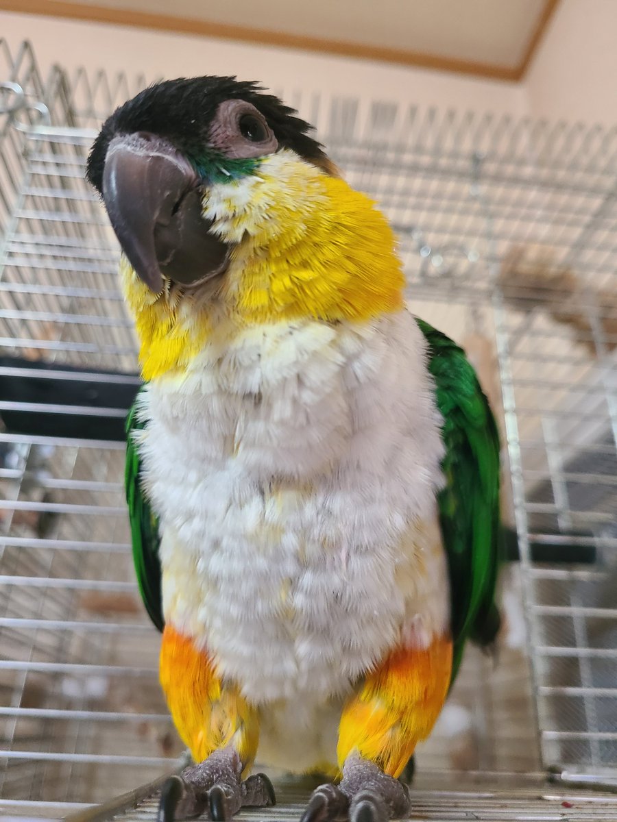 おはよ✨
ワタシ　ムン‼️
今日で1歳になったわ🎂🎉