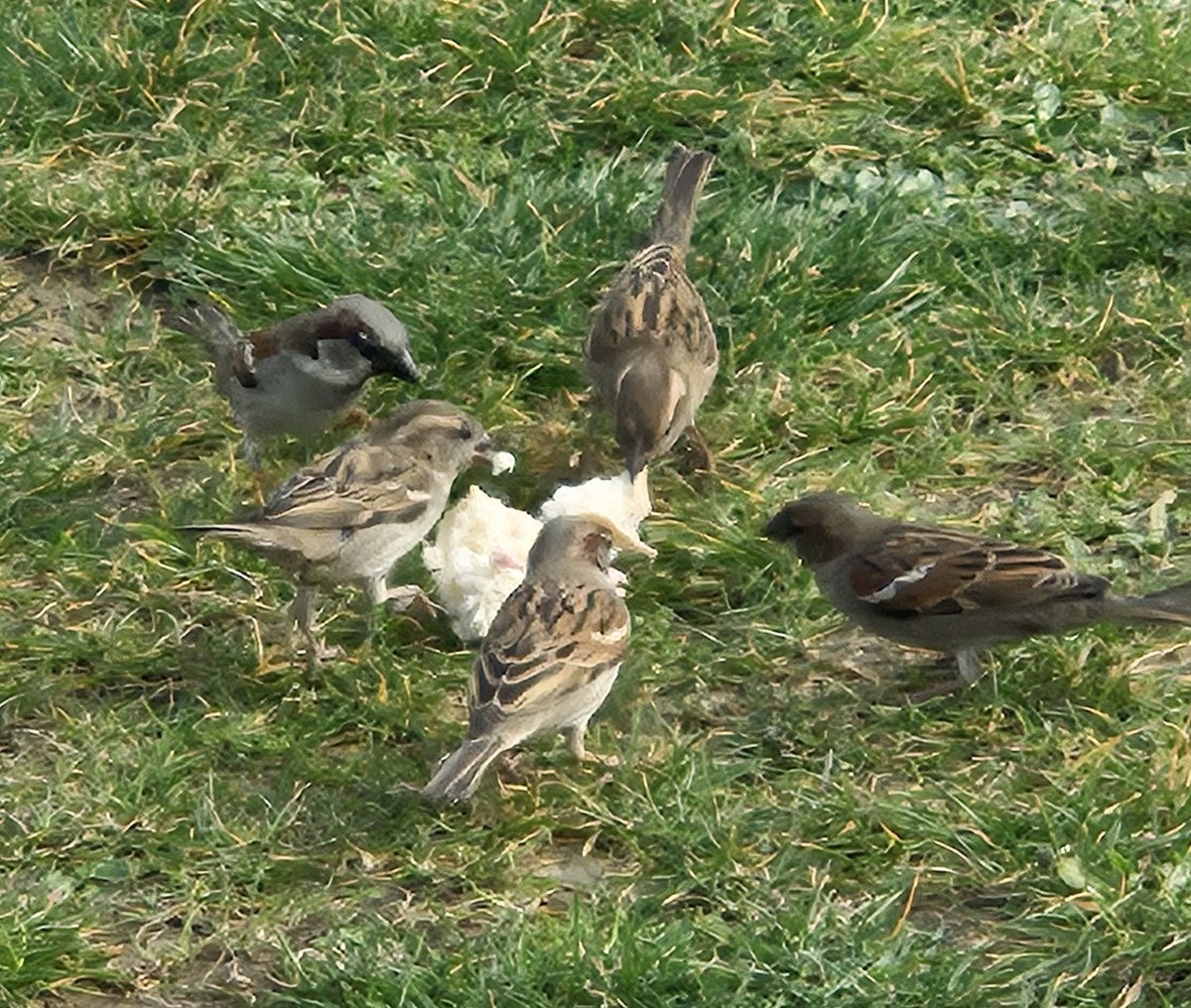 Today's smile - watching some sparrows go crazy on a bit of bread at a French petrol station 🐦