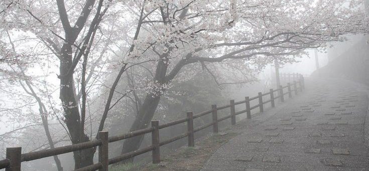 𝗌𝖺꯭𝗆𝗎 (@z0mdrgs) on Twitter photo 