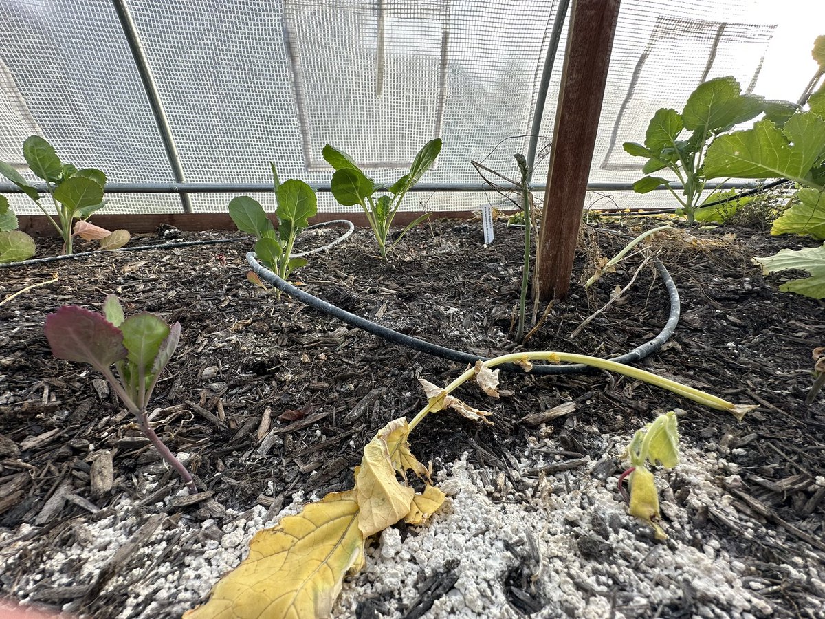 Diatomaceous earth: a natural, fossilized algae powder. In the garden, it controls pests like slugs &amp; aphids, improves soil drainage, and adds silica for stronger plants. Safe, eco-friendly, and versatile!