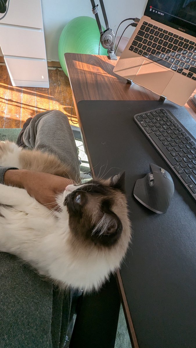 Meine Katze chillt den ganzen Tag in meinem Büro unter meinem Tisch während ich arbeite