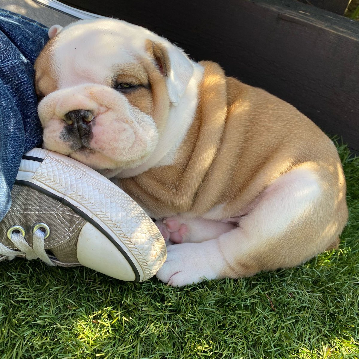 bulldogloverscb's tweet photo. Today it’s all the way back to the beginning, because tomorrow I’ll be turning 5!! I hope you’ve all enjoyed my special #ThrowbackWeek 🐶🐾❤️ Barney #BarneyTheBulldog #DogsOfTwitter #DogsOfX #DogsOfIG #DogsOfFacebook #Bulldog #EnglishBulldog #Throwback #PuppyToday https://t.co/kCuRf00OVW