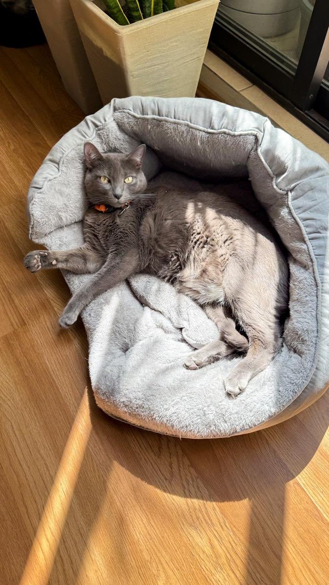 _OlivertheCat's tweet photo. Olis. Dise mi ama que zoi wen modelo de kamitas. Me rejalan mas? Les traijo fologuers 😹 #PawTeam #ToyChiquito #MejorMeEspero #ToyGordito #MeGustaMiCamita https://t.co/BERZn95aYE