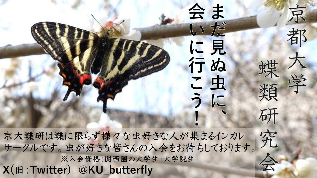 京大に合格された皆さん、おめでとうございます！

京大蝶研は、蝶に限らず様々な虫好きが集まるインカレサークルです！

新歓では4月頭に実施予定のギフチョウの採集・観察会など、様々なイベントを企画しております！

興味のある方は是非DM等でご連絡ください！お待ちしております！

#春から京大
