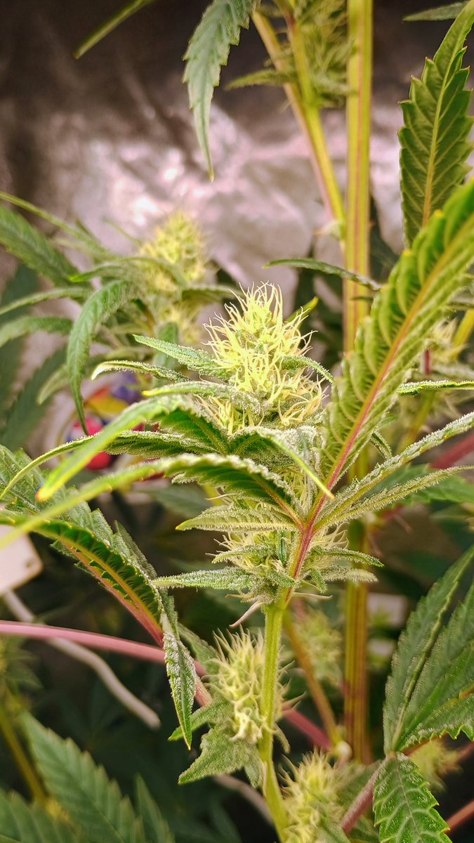 DjVisionaire tweet media