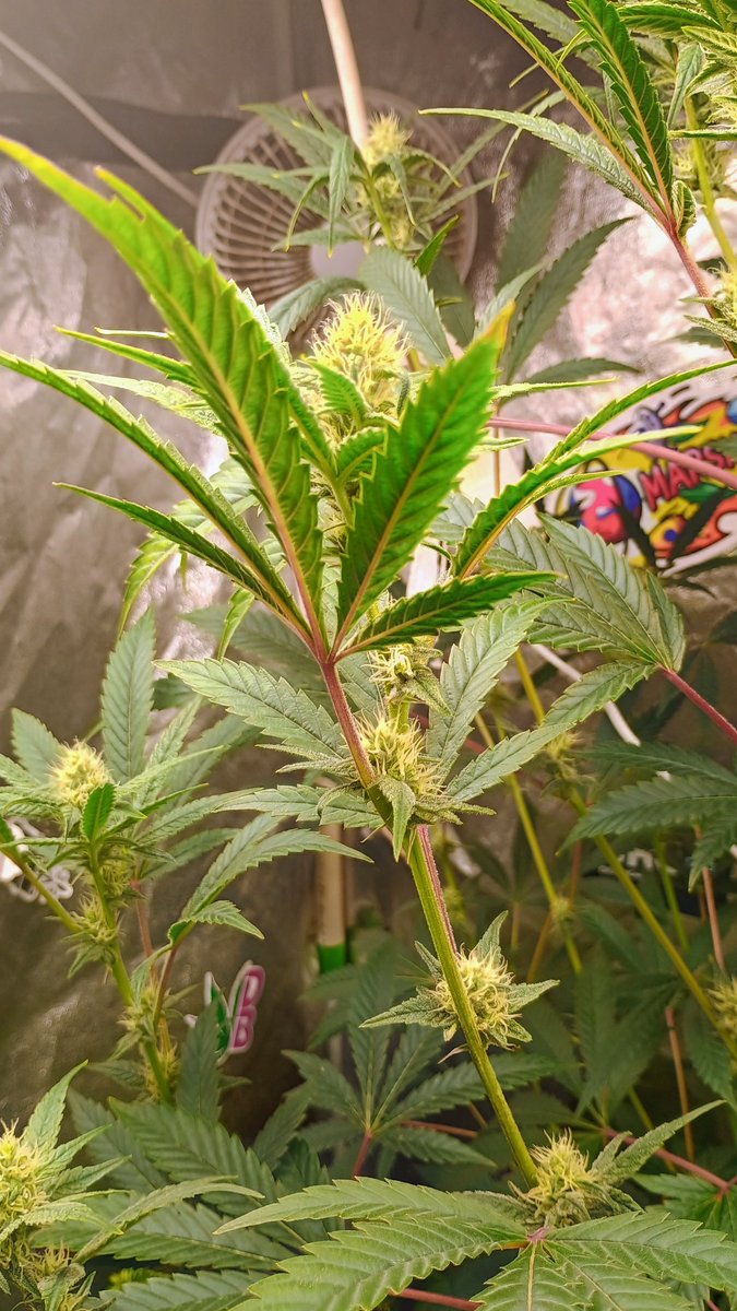 DjVisionaire tweet media