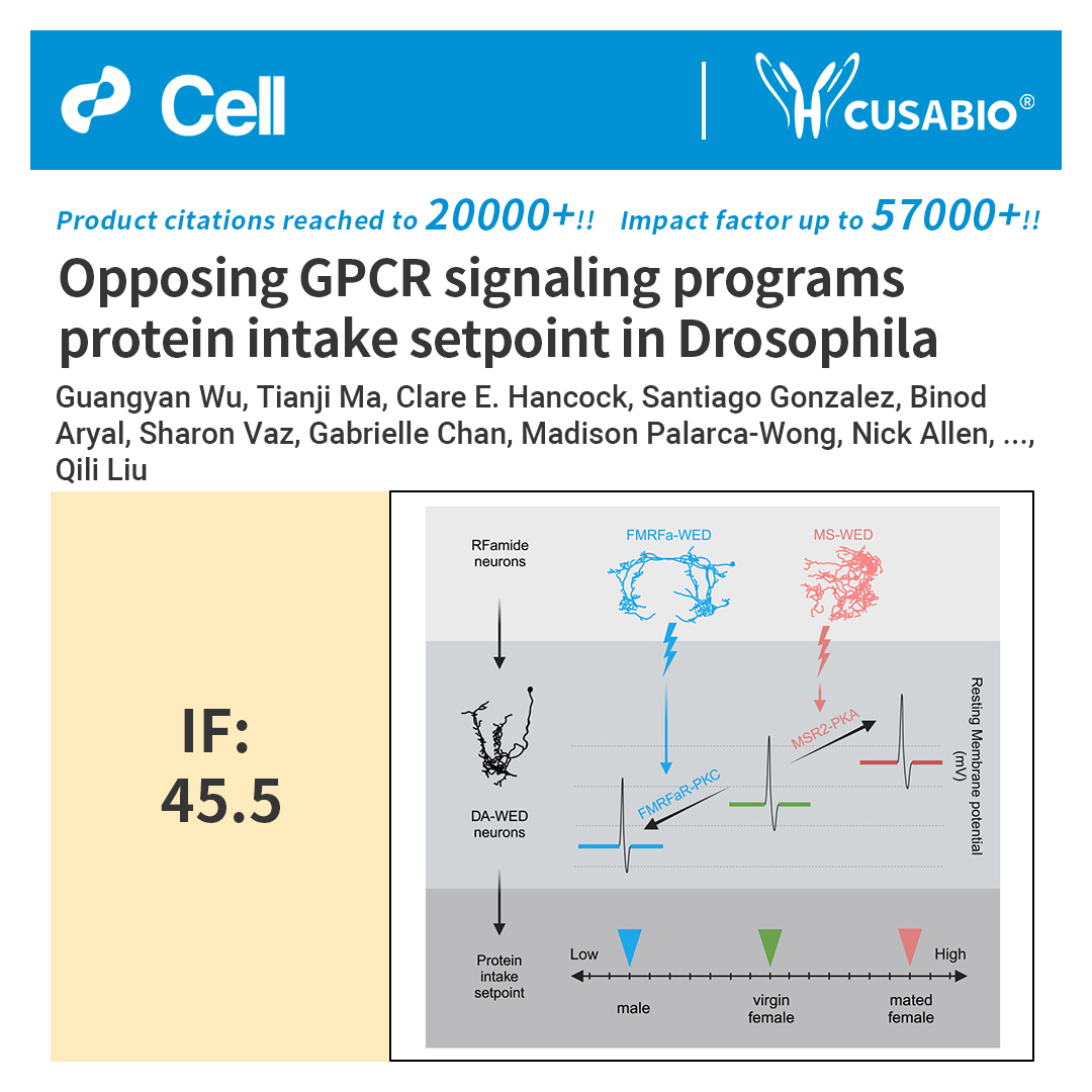 cusabio_mt's tweet image. Animals regulate food intake through internal setpoints, but how these setpoints are encoded remains unclear. A new study in Drosophila reveals that protein intake setpoints vary by sex and mating status and are stored within protein hunger neurons as resting membrane potential.…