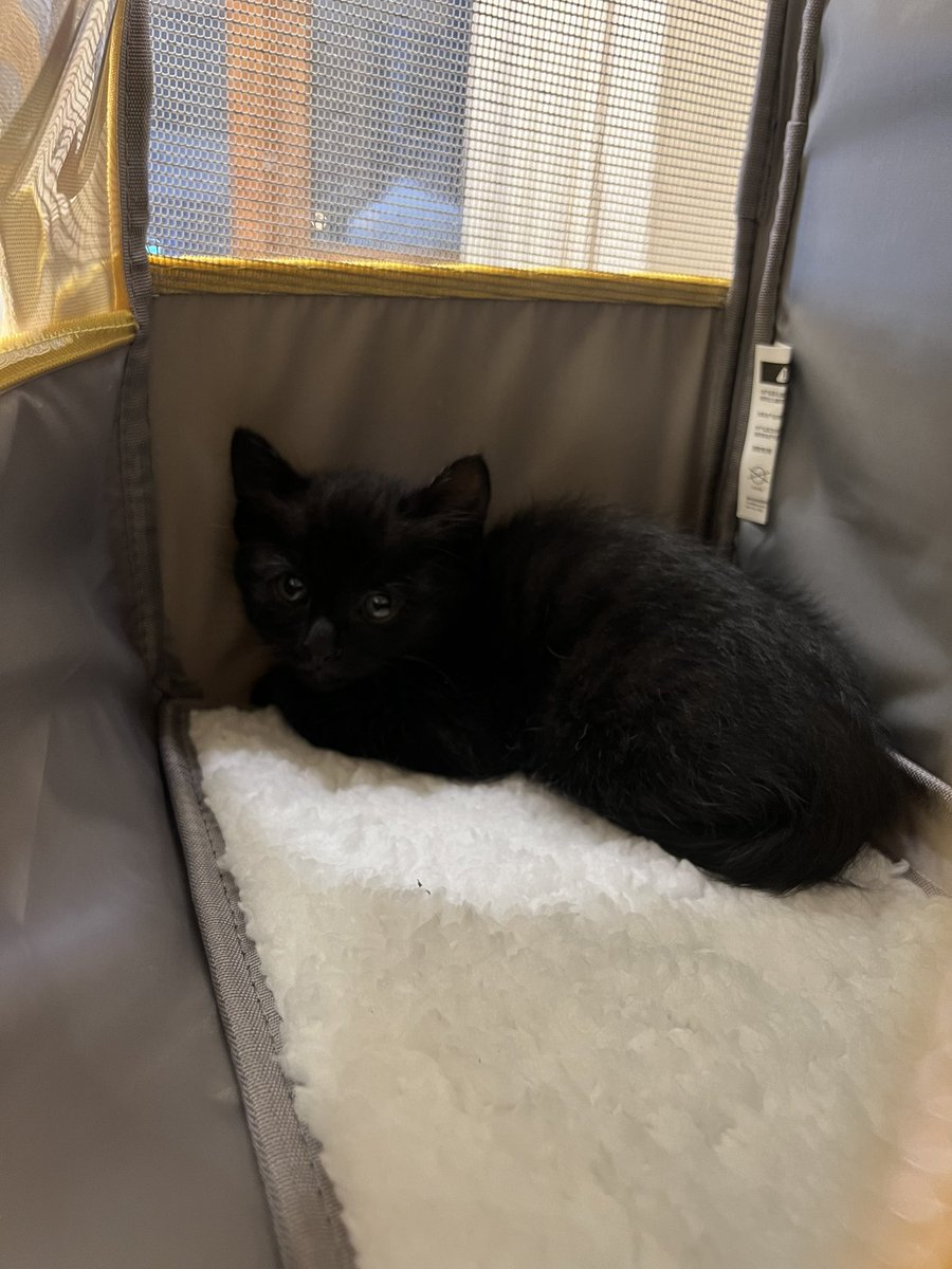 福利姬养猫的鱼分享的黄推图片2 - 网红私拍内容