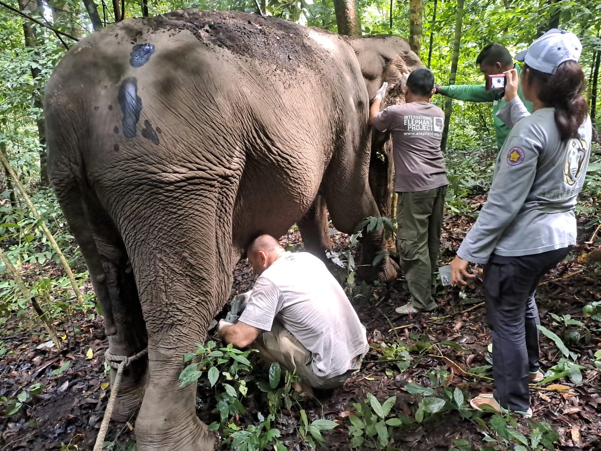 IntElephantProj's tweet image. You saved a wild elephant's life! 🐘 Thanks to your support, she received urgent care after being found injured. Read more: ow.ly/XFxJ50V7mRW