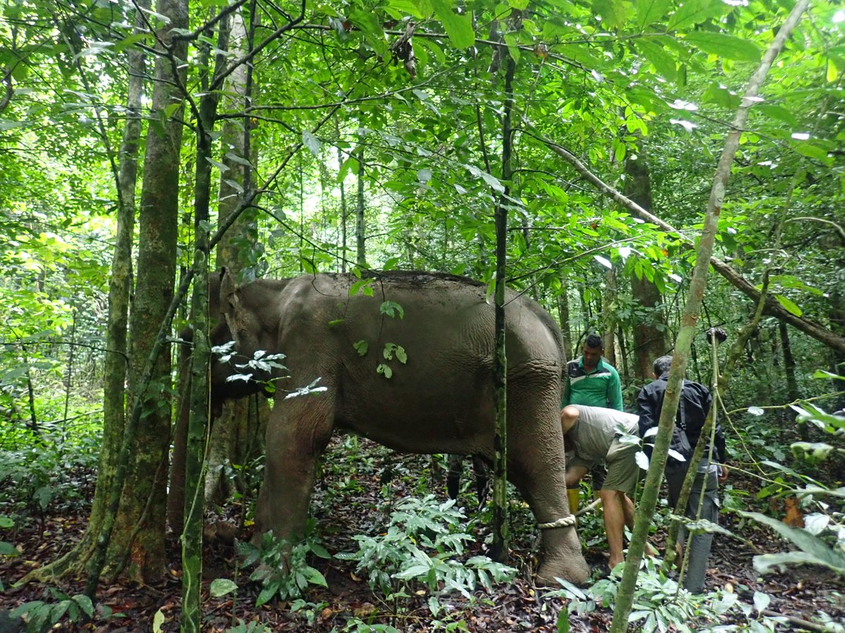 IntElephantProj's tweet image. You saved a wild elephant's life! 🐘 Thanks to your support, she received urgent care after being found injured. Read more: ow.ly/XFxJ50V7mRW