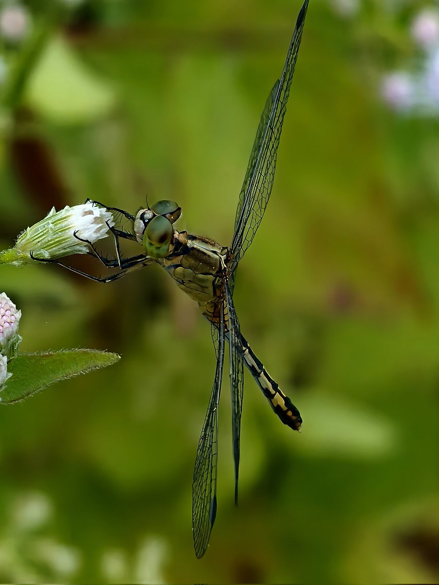 Anir when deserted tweet media