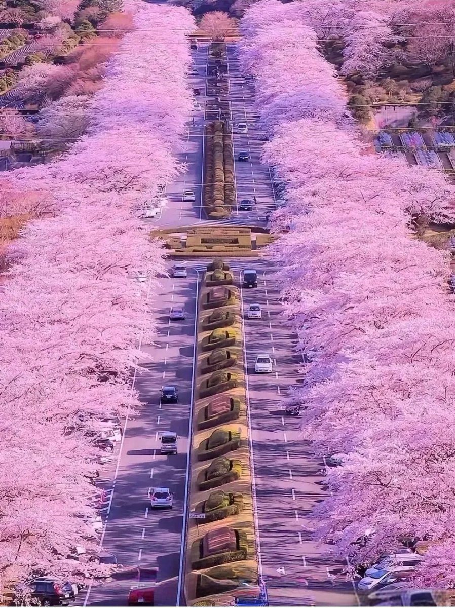 In the beautiful cherry blossom season, shall we go to Wuhan together? I will be there from March 21st to 23rd, will you come?