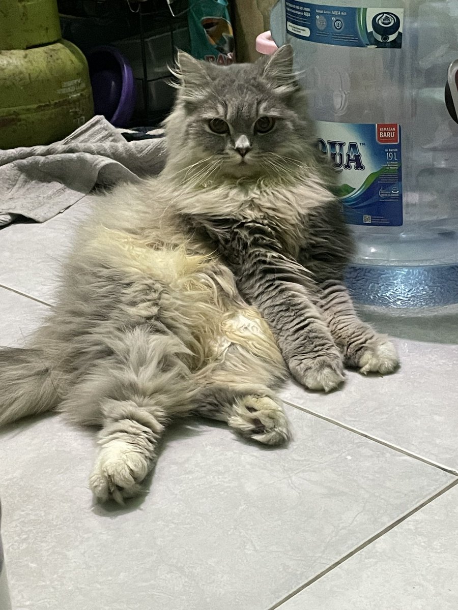 pagi cemuaa, ciloo lagi becantai niih🙂‍↔️🙂‍↔️