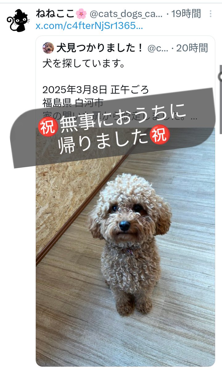 cats_dogs_cats's tweet photo. ㊗️無事におうちに帰りました㊗️
#迷い犬 #迷子犬 #福島県 https://t.co/3ayAjqDYMp