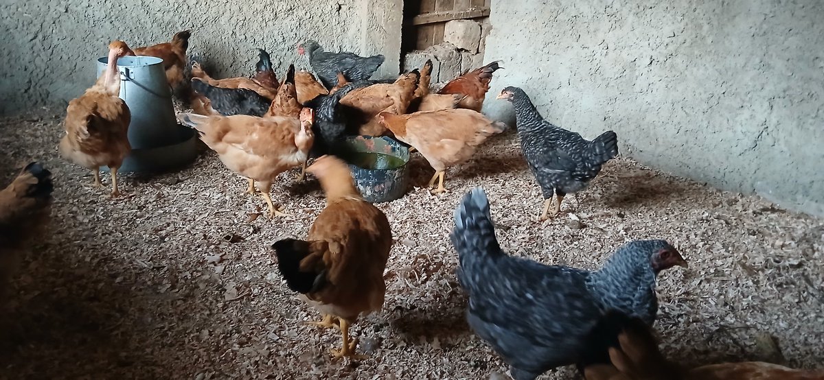 AmTonnykuria's tweet photo. @BiancaNaom1 If whatever is said here is correct I will be smilling to the pulpit with my 20 plus million donation come 2027
This can only be possible through your support guys
book your kinyeji chicken
0716238655
#jesuswinnersministry
#Mwai https://t.co/8Jxui5gyX7