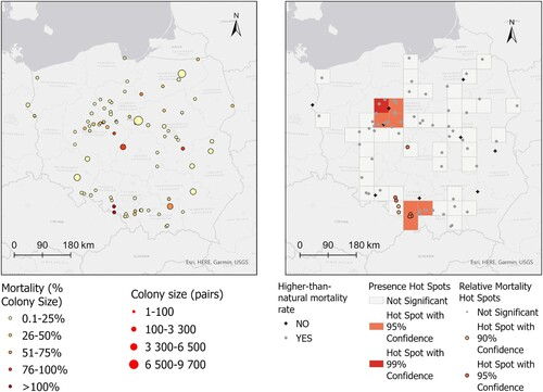 DuckSwabber's tweet image. In 2023, large numbers of Black-headed Gulls died. Estimated mortality rate across all surveyed colonies was 22.2% (from 1.7% to 77.8% across different colonies) = 51,000 adult Black-headed Gulls might have died.
👉tandfonline.com/doi/abs/10.108…