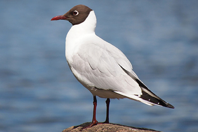 DuckSwabber's tweet image. In 2023, large numbers of Black-headed Gulls died. Estimated mortality rate across all surveyed colonies was 22.2% (from 1.7% to 77.8% across different colonies) = 51,000 adult Black-headed Gulls might have died.
👉tandfonline.com/doi/abs/10.108…