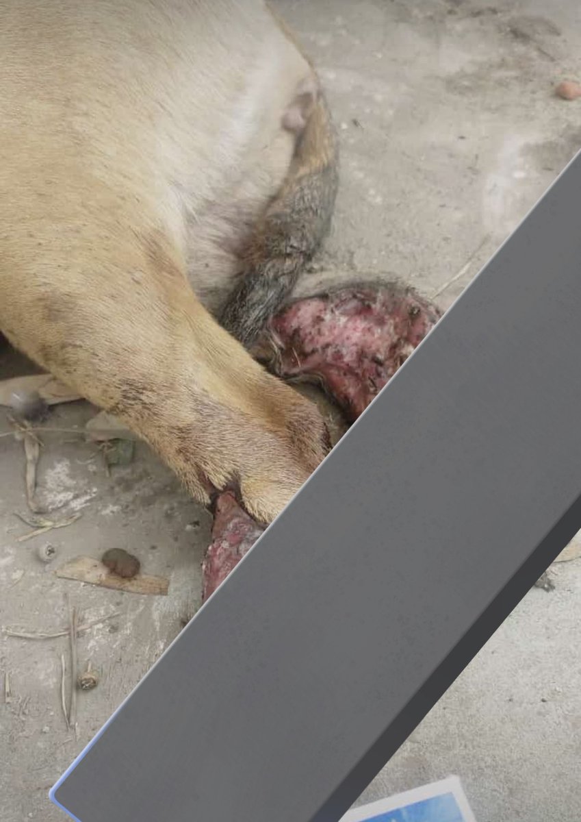 URGENTE

Un carro le pasó por encima de las patas traseras a esta perrita mientras dormía. 

Se arrastró hacia una vereda y esperó por +8horas que alguien la rescate.

Le destrozó una, y necesitan salvar la otra. Ya tiene rescatista!

Cualquier apoyo
Yape 934962128 Jaquelyn