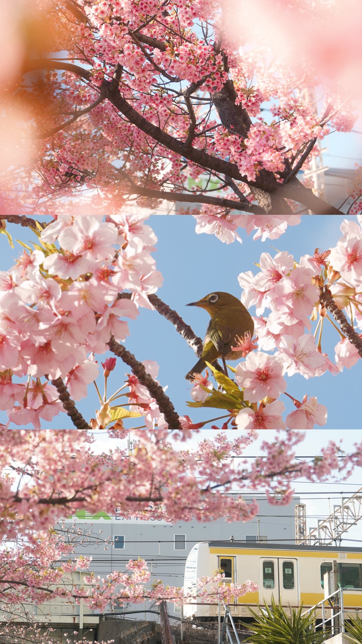 ヨウカン🔶 on X: 