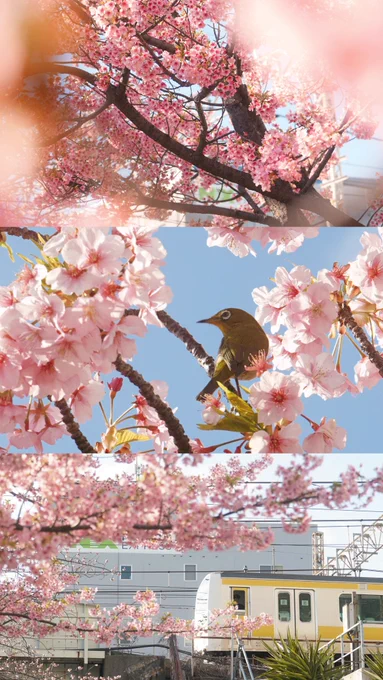 河津桜 