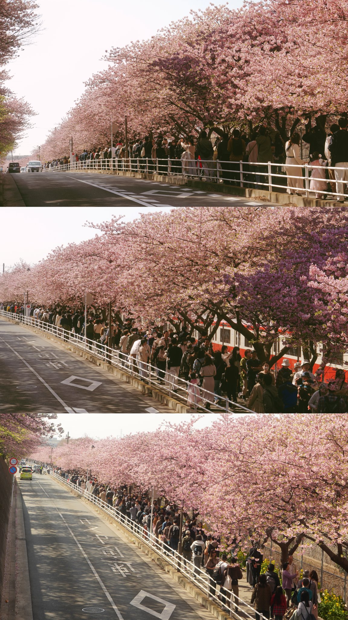 ◆桜❀◆ P-SSR4 Toru - Shinycolors Wiki