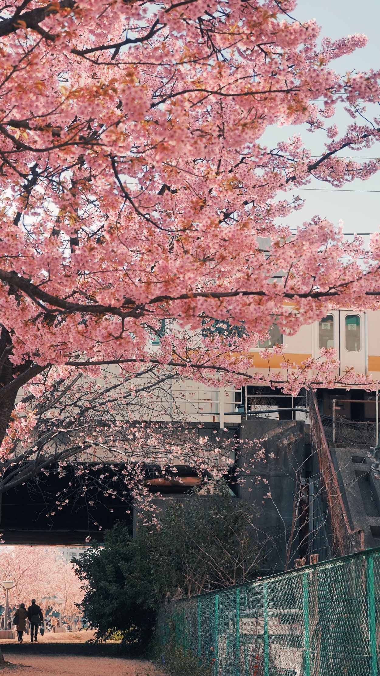 ヨウカン🔶 on X: 