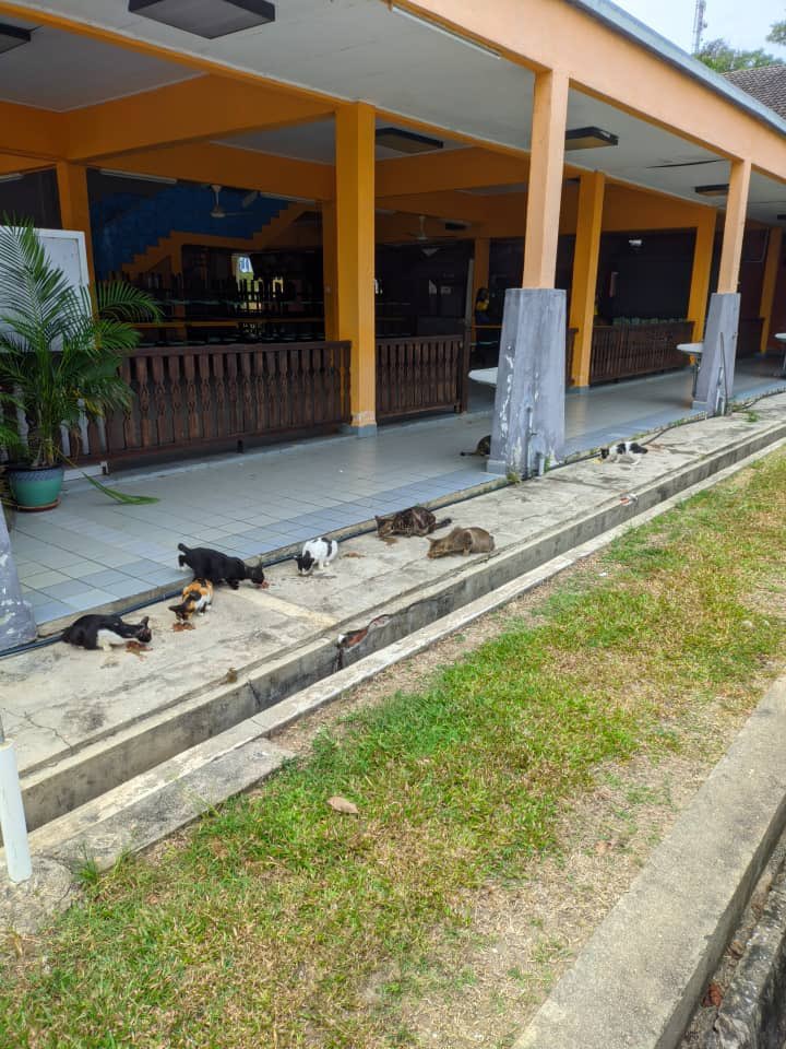 <a href="/yemmeow/">emma</a> Salam. Maaf ganggu. Kami perlukan bantuan utk bekalan mkanan kucing

Jika cik atau kenalan sudi myumbang amat dialukan

kami perlu membayar tunggakan bil makanan

Makanan sedia ada dijangka bertahan kurang 7-10 hari

Sy MERAYU BANTUAN RT🙏🏼😭