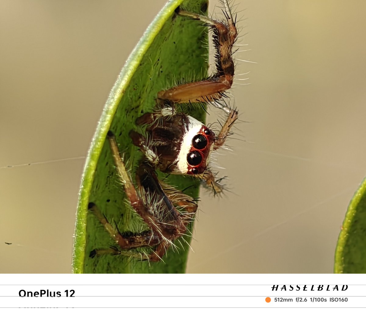 Siva_Bharani's tweet image. When OnePlus 12 was new with Android 14 based oxygen OS 14

Camera performance was really good 👍 

Samples are shot on Feb 18 2024
#NoEdit

Now camera output feels downgraded and how many of you guys feel the same 🤔

#OnePlus12 #OxygenOS14