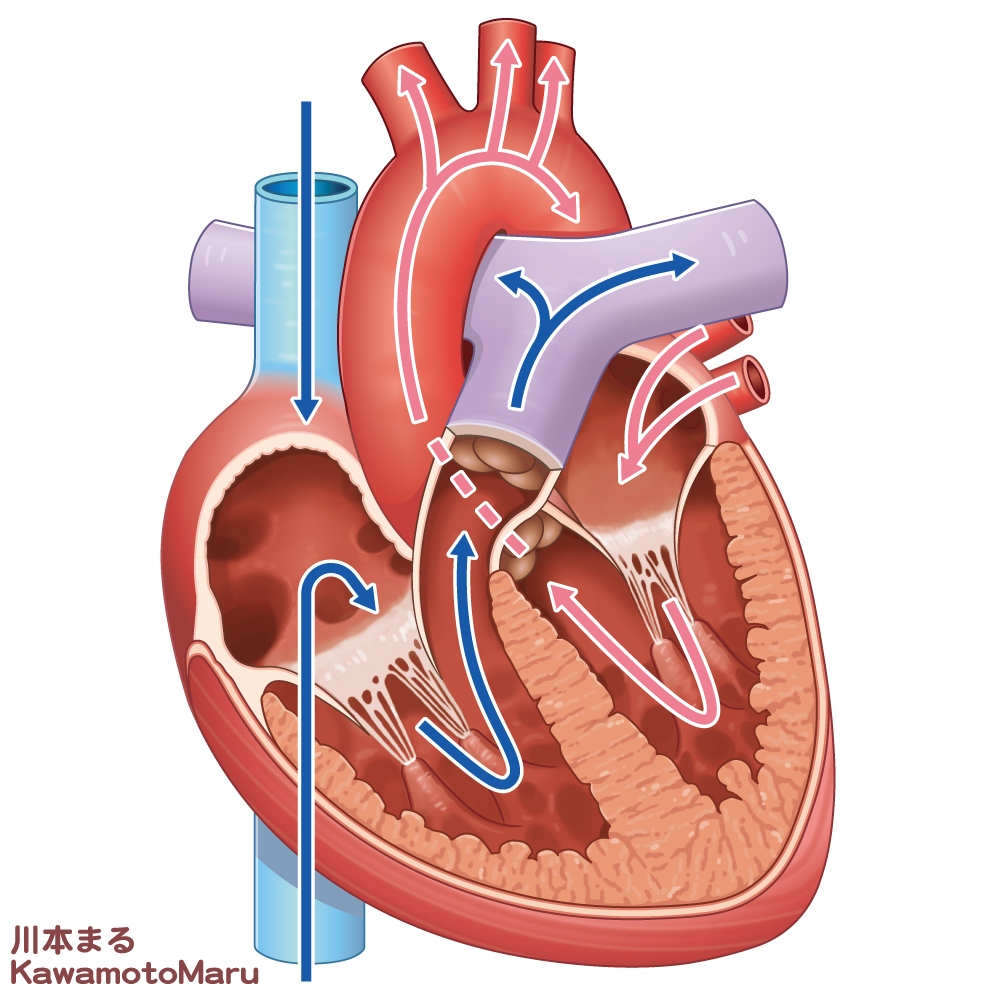 最近なやんでいること…。正確な絵には近づいたが、可愛さが失われてしまった心臓

←2018年に描いた心臓
→2024年に描いた心臓

絶対前の方が可愛かった。心臓にも可愛さって必要だと思うんです