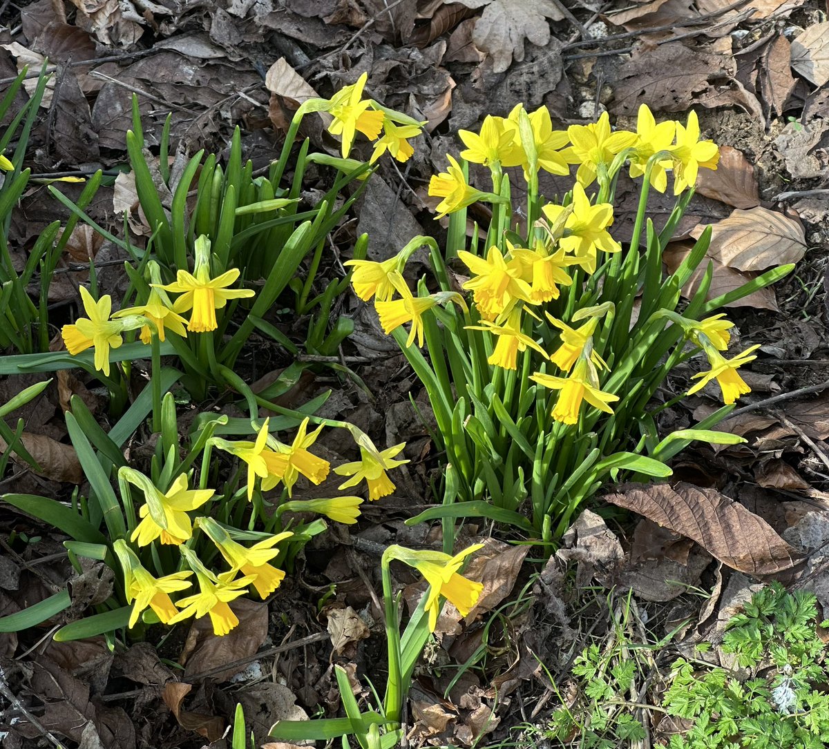 HelenIbbott's tweet image. ..
📱🎞️☀️🥾

Not quite here. Yet.

But spring is definitely coming……

#VillageLife 🫶🏼
#SpringIsComing 🌱