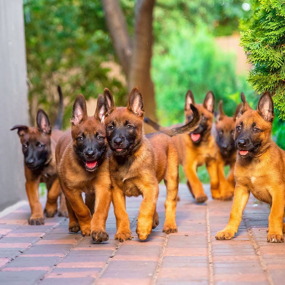 Paleo Ridge (@paleoridge) on Twitter photo Paleo Ridge Breeders Club 🐾
We believe that healthy breeding starts with raw feeding. Providing mum and her pups with a natural, nourishing diet can help to support a robust immune system
Please email info@paleoridge.co.uk for more information 🐶
#breeders Paleo Ridge Breeders Club 🐾
We believe that healthy breeding starts with raw feeding. Providing mum and her pups with a natural, nourishing diet can help to support a robust immune system
Please email info@paleoridge.co.uk for more information 🐶
#breeders