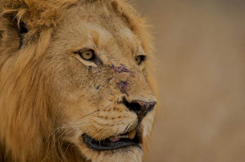 🎉 Celebrating 1 Year of Wild Achievements! 🐾

One year ago, FatBear Wildlife Science Solutions set out on a mission to bridge the gap between cutting-edge science and wildlife conservation. 

Here's a glimpse of the incredible work we’ve been part of!

linkedin.com/posts/fatbear-…