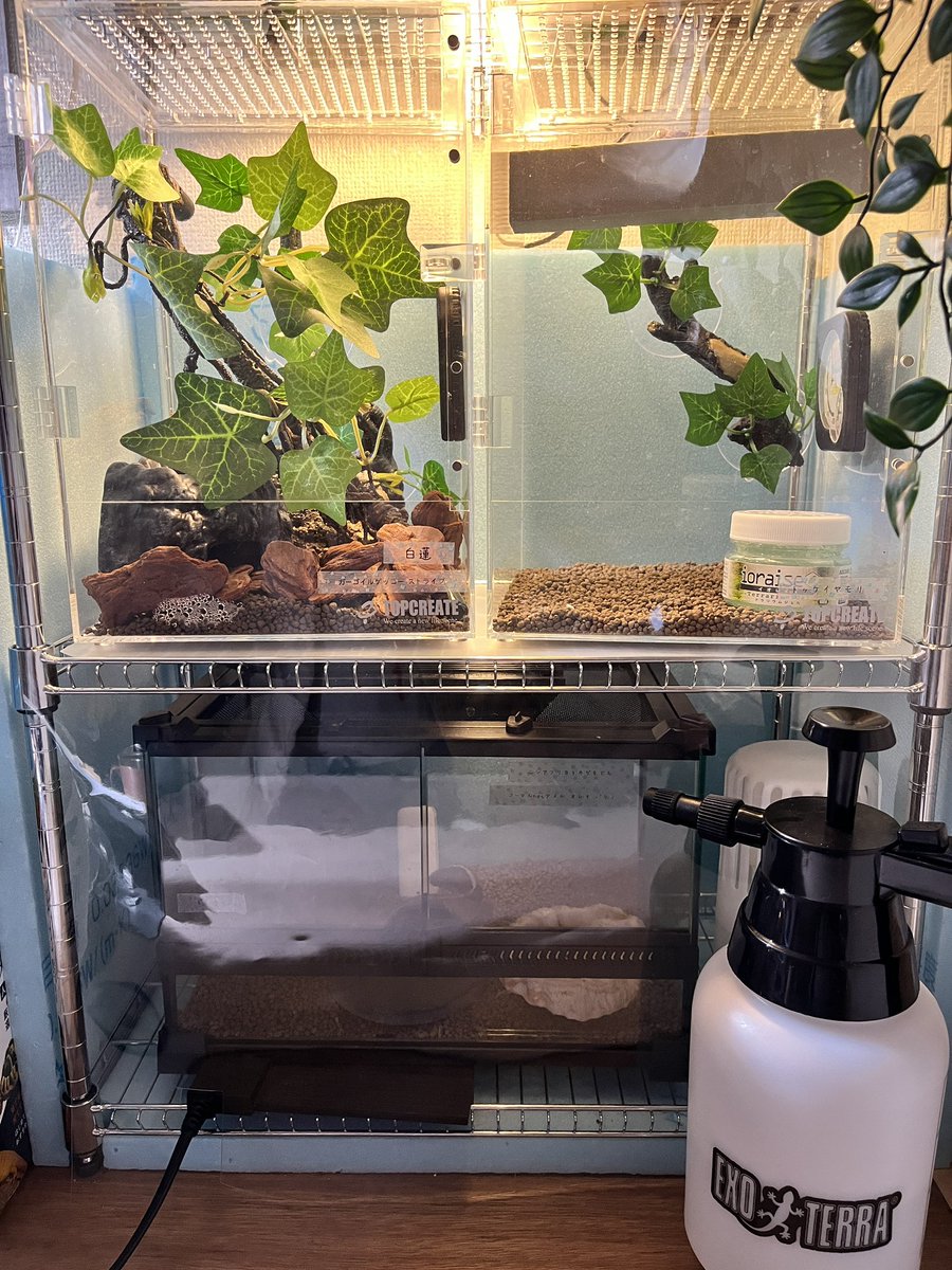 トップクリエイトさんのケージ×2個を購入〜
るるちゃまの簡易温室の上の段を活用して、白蓮(ガーゴ)と名無しさん(トッケイヤモリ、まだ名前決めてない)のおうち完成
ちゃんとした温室は次の冬作成予定で(笑)