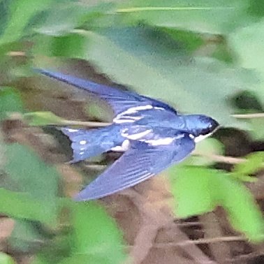 Jeremy Lindsell (@jeremylindsell) on Twitter photo It was only a worktrip to meet <a href="/arochaghana/">A Rocha Ghana</a> colleagues working around Mole National Park, Ghana. But by staying in the very affordable Mole Motel I may have popped out a few times before and after work and found some quality birds. Check the legs on that Bronze-winged Courser! It was only a worktrip to meet <a href="/arochaghana/">A Rocha Ghana</a> colleagues working around Mole National Park, Ghana. But by staying in the very affordable Mole Motel I may have popped out a few times before and after work and found some quality birds. Check the legs on that Bronze-winged Courser!