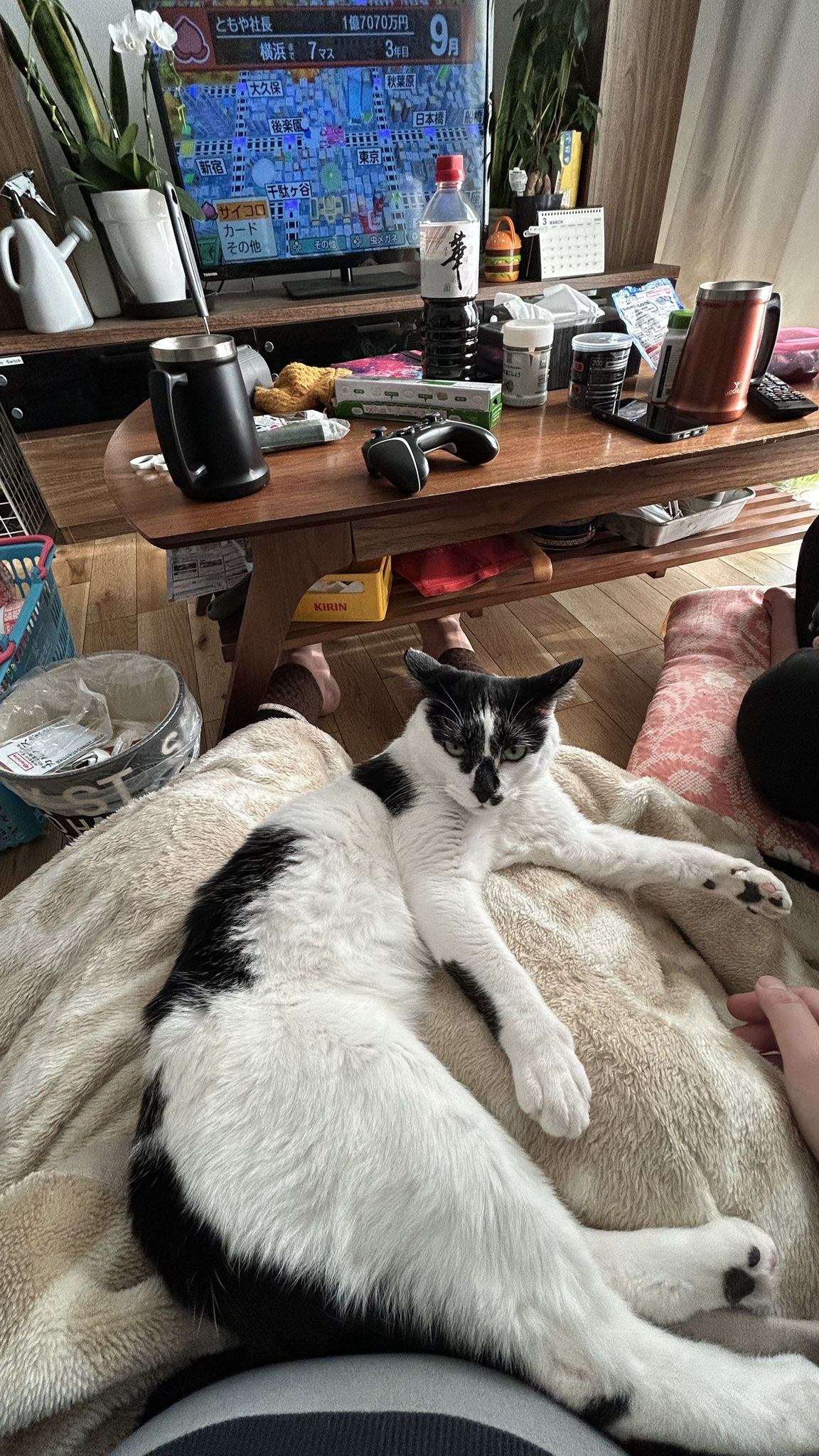 ハナちゃん通信 - Search / X