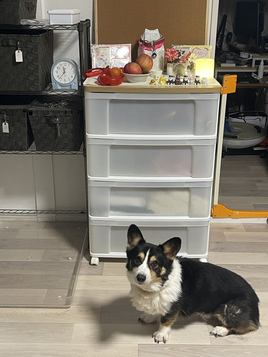 ソルが1人遊びを知らずに育ったので子犬情報みたいなのを見たけどまだピンとこない
こればかりはご縁だしピンと感じる出会いまではソルとのんびりしよう

ソルの様子もおかしいとこないしソルなりに一人っ子を楽しんでくれてるといいなぁ☺️