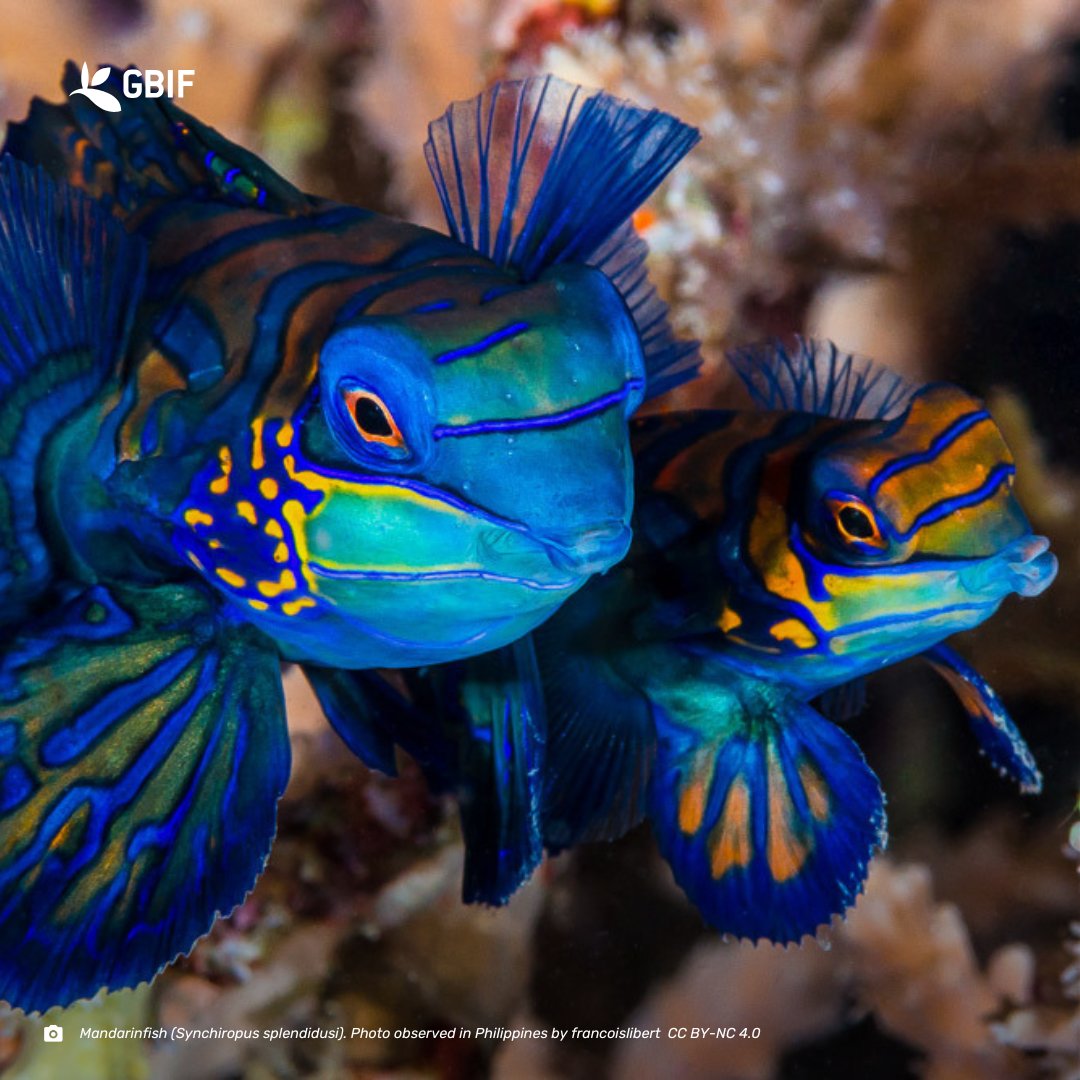 Joining the <a href="/ejtaxonomy/">European Journal of Taxonomy</a>, the <a href="/BioDataJournal/">BDJournal</a> is the latest #ScientificJournal to launch a GBIF hosted portal! 🐟

This <a href="/Pensoft/">Pensoft</a>-published journal is the first of many under the masthead expected to participate in the GBIF programme. ⚡

Read more: 🔗gbif.link/bdj