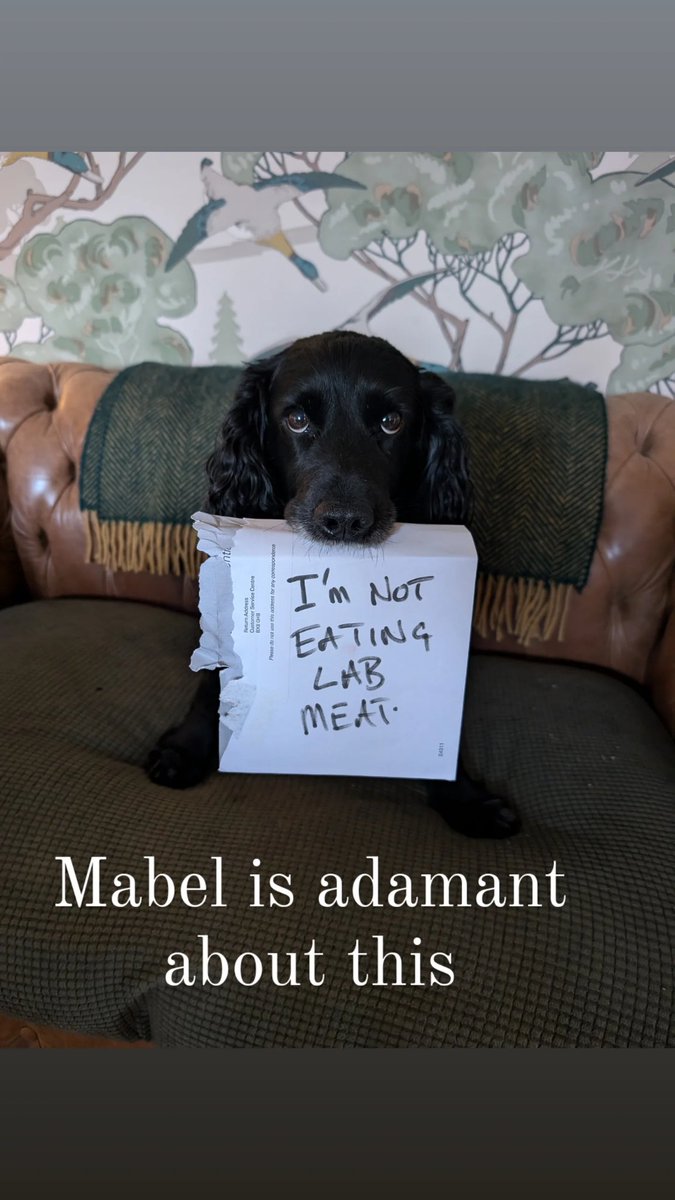 TrooperSnooks's tweet image. People of Britain, be more Mabel.