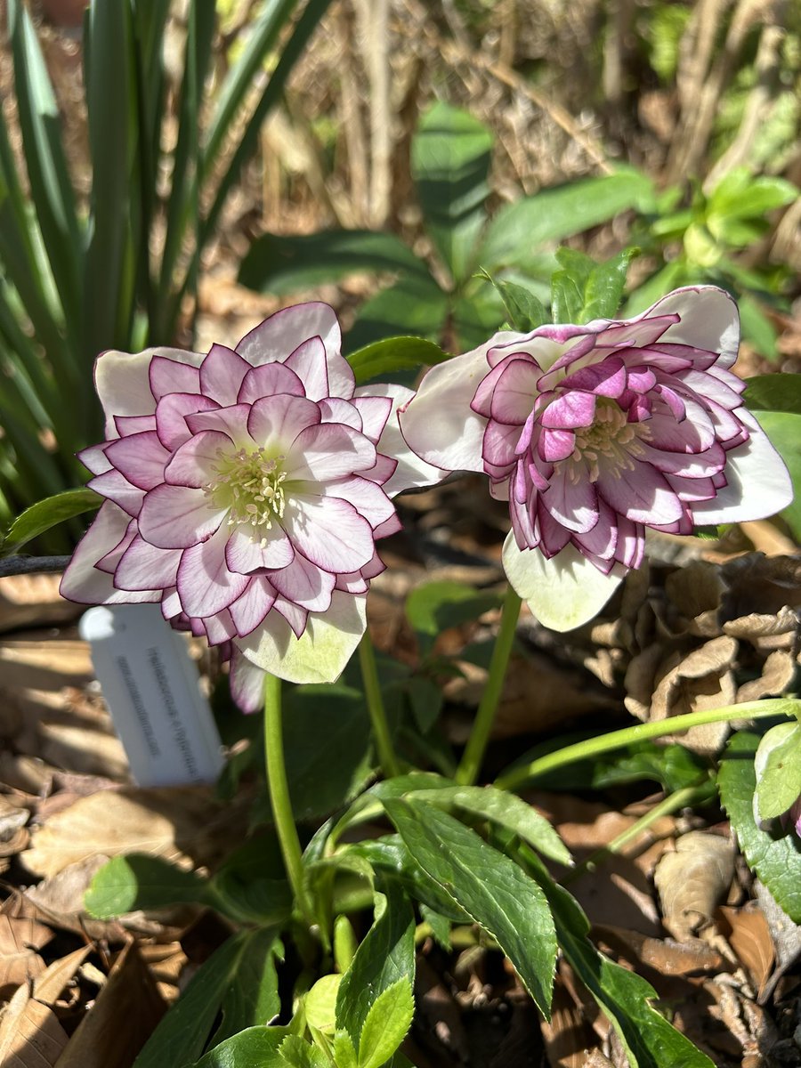 #MagentaMonday this week are these gorgeous #Hellebore flowers with painted tips😍

#Flowers #Gardening #Plants #GardeningFeed #Spring #FlowerReport