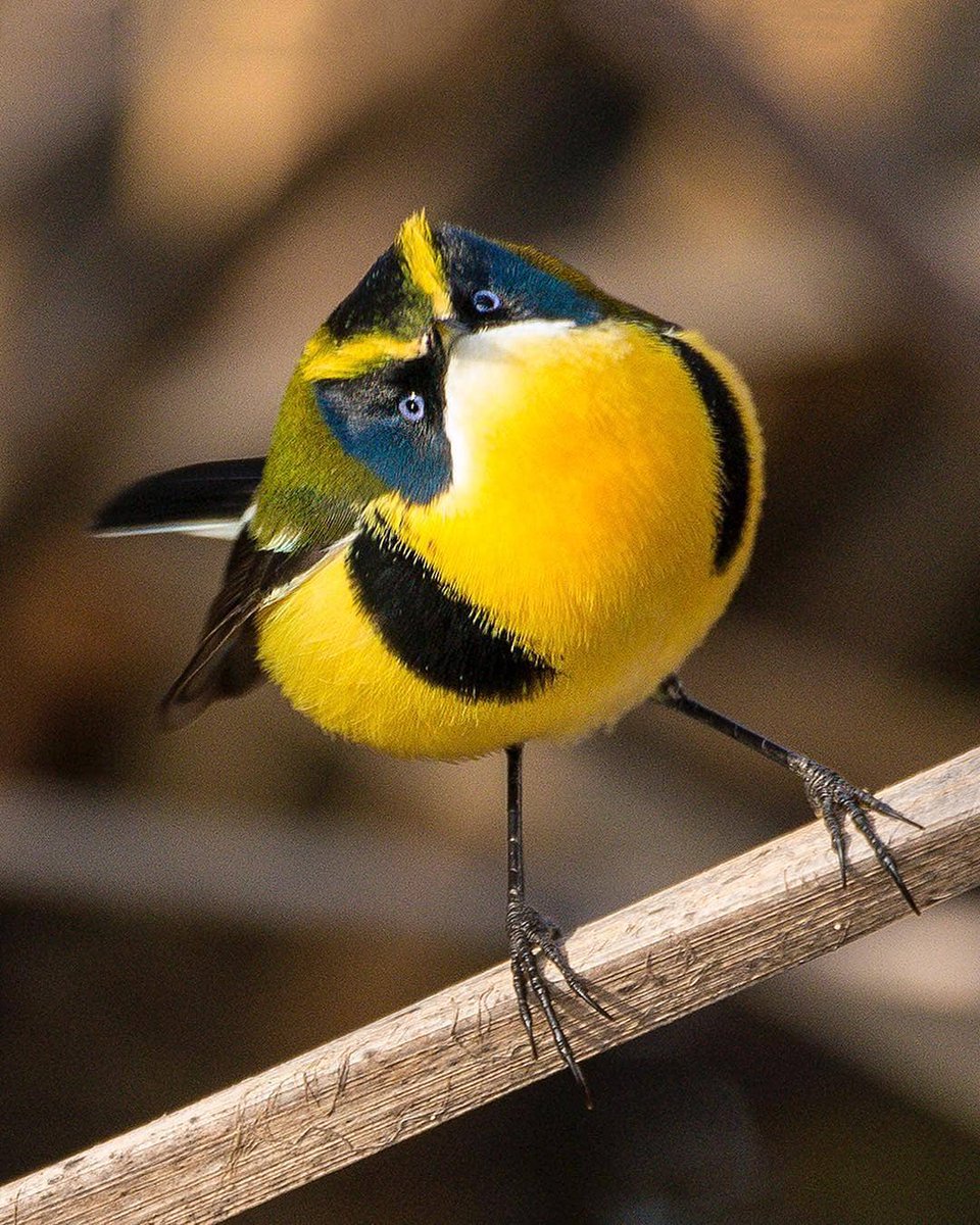 Many-colored rush tyrant

By:@augustodominguezphoto