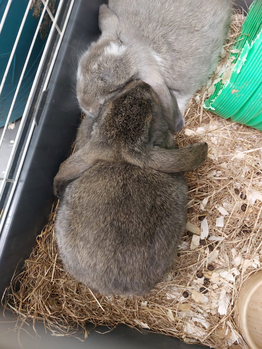 New baby rabbit alert! 🐰 Yes, these might look fully grown but actually they are nine week old Giant French Lops, so they are indeed babies. They have been preventing us from getting much done in the office. They look forward to meeting you soon when you come to visit!