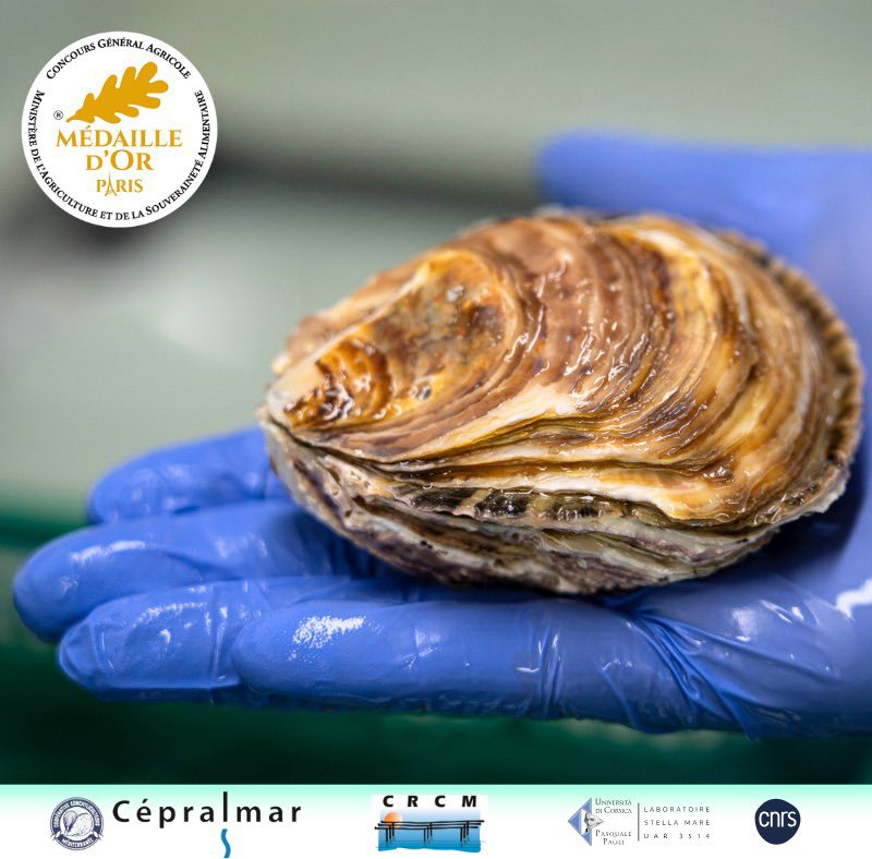 Università di Corsica tweet media