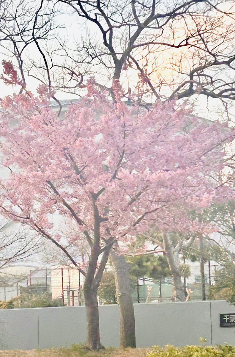 cocomary8's tweet photo. 幕張ベイタウンにも早咲き桜🌸が今年咲き始めました！
綺麗です！

#幕張 #お花見 #海浜幕張 #桜 https://t.co/XJ2Zei1qP2