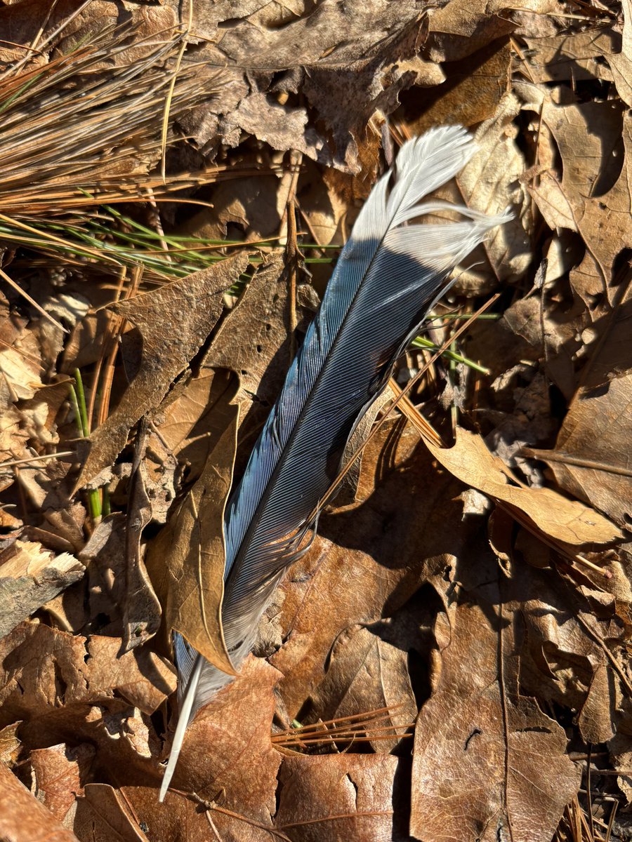 CDanaherH's tweet image. In the garden of society
we need to weed
#rigamarole that chokes the growth of green,
but if we want to keep
the flowers &amp;amp; the shrubs,
we can’t just burn the whole thing up,
but first, thoughtfully #invert,
dig beneath the dirt to find the grubs.
#vsspoem
#vss365
#poem
#poetry