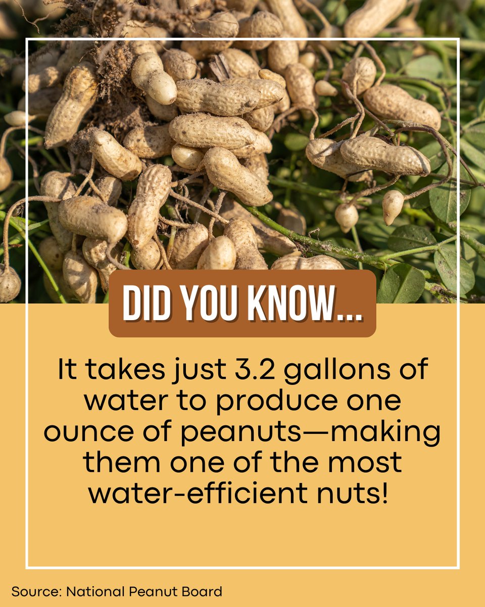 Soak in this peanut fact! 💧😊  

Just 3.2 gallons of water produce 1oz of peanuts, making them one of the most water-efficient nuts.  

🥜 Deep roots reach water 
🥜 Mostly rain-fed 
🥜 Smallest carbon footprints of any nut 
🥜 Can pause growth in droughts #NCPeanuts