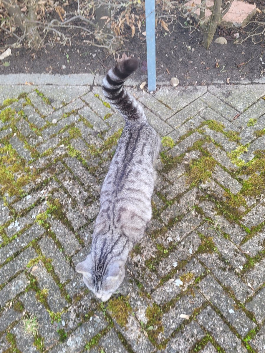 Meow pals. I was out doing my shift in the dusk, and what did I see?!?! Mami walking around with her crutches!! 🙀 I meowed loud and scolded with her! Do you go inside and stay on the couch!?! It is really not easy to supervise her! 🐾Findus🐾 #FTeam #Hedgewatch